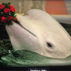 Meet your Posher, Koka